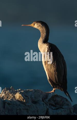 Gefleckter Shag - Stictocarbo punctatus - steht auf einem Bein auf den Krämpfen im Abendlicht und schaut in die Sonne. Kaikoura Küste Neuseeland. Stockfoto