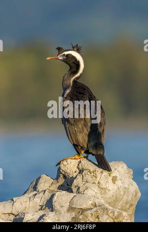 Spotted Shag - Stictocarbo punctatus - mit seinen großen gelben Webbed-Füßen, die auf einem Felsen in der frühen Morgensonne in Kaikoura, Neuseeland, stehen. Stockfoto