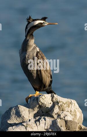 Spotted Shag - Stictocarbo punctatus - mit seinen großen gelben Webbed-Füßen, die auf einem Felsen in der frühen Morgensonne in Kaikoura, Neuseeland, stehen. Stockfoto