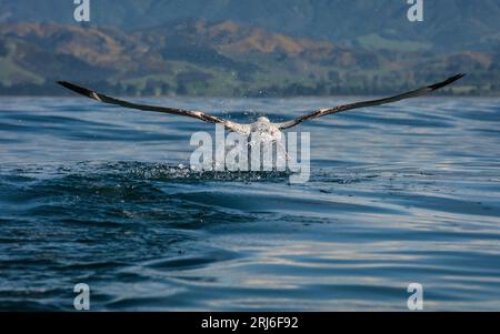 Die Flügel breiten sich aus, ein wandernder Albatross - Diomedea exulans - läuft mit voller Geschwindigkeit über die Oberfläche des Ozeans, während er versucht abzuheben. Kaikoura Küste in Stockfoto