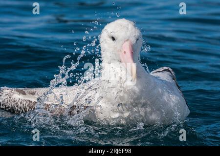 Wandering Albatross - Diomedea exulans spritzt Wasser über seinen Kopf und Körper mit seinen großen Flügeln. Küstengewässer von Kaikoura in Neuseeland. Stockfoto