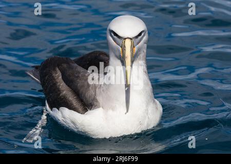 Der bedrohte Salvins Albatros, oder Mollymawk, hat ein sehr auffälliges Aussehen. Die Markierungen auf dem Gesicht geben das Aussehen einer Maske wieder. Aus dem Stockfoto