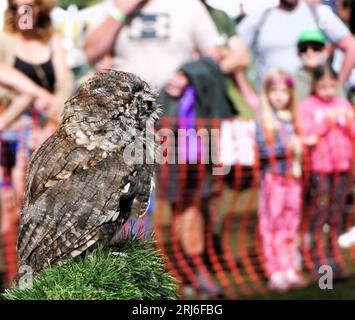 Majestätischer Eulen-Lauch bei der Ashbourne Show, Großbritannien Stockfoto