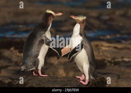 Zwei Gelbäugige Pinguine - Megadyptes Antipodes - treten mit ihren Flossen in Kontakt, während sie sich an einem felsigen Strand begrüßen. NZ Stockfoto