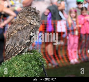 Majestätischer Eulen-Lauch bei der Ashbourne Show, Großbritannien Stockfoto