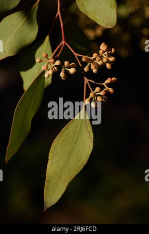 Dramatisches, spätes Licht auf einer Blütenknospe von Eukalyptus polyanthemos oder Red Box. Stockfoto