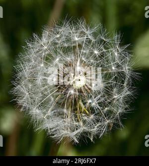 Nahaufnahme eines Löwenzahns mit flauschigen weißen Samenköpfen. Stockfoto