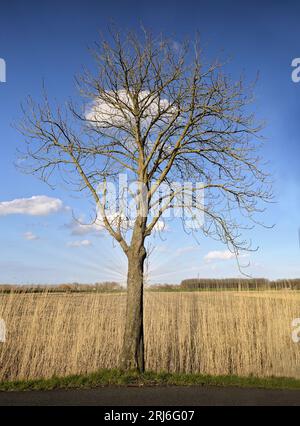 Ein isolierter Baum steht in der Mitte eines riesigen Grasfeldes. Stockfoto