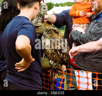 Majestätischer Eulen-Lauch bei der Ashbourne Show, Großbritannien Stockfoto