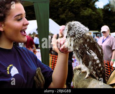 Majestätischer Eulen-Lauch bei der Ashbourne Show, Großbritannien Stockfoto