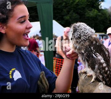 Majestätischer Eulen-Lauch bei der Ashbourne Show, Großbritannien Stockfoto