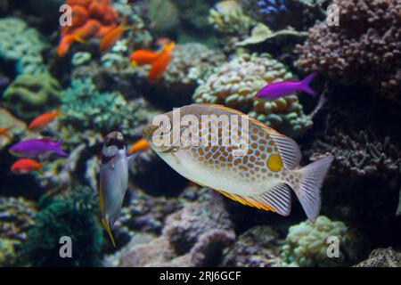 Eine Nahaufnahme eines orange gefleckten Spinfusses, der unter Wasser in einem Aquarium schwimmt Stockfoto