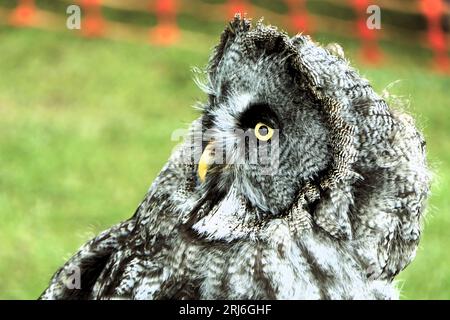 Majestätischer Eulen-Lauch bei der Ashbourne Show, Großbritannien Stockfoto