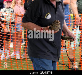 Majestätischer Eulen-Lauch bei der Ashbourne Show, Großbritannien Stockfoto