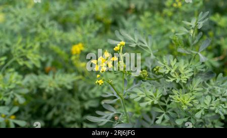 Gartenrue (Ruta graveolens) Pflanze, allgemein bekannt als Kraut der Gnade, mit einem blühenden Kopfbeispiel in einer Nahansicht im Sommer. Eine der Pflanzen für Stockfoto