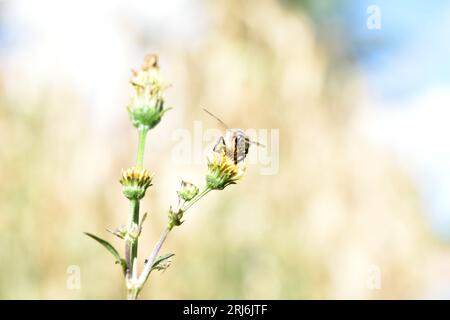 Eine Biene auf einer Blume, die Nektar aus den Blütenblättern sammelt. Stockfoto