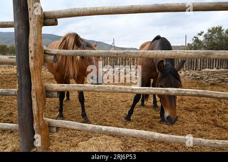 Braune Pferde in einem Stall, umgeben von Heuballen Stockfoto