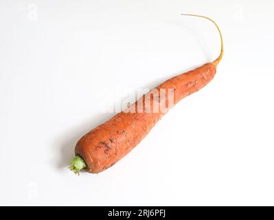 Eine köstliche orange Karotte sitzt auf einer unberührten weißen Oberfläche Stockfoto