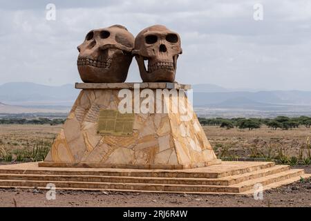 Tansania, Afrika - 12. März 2023: Statue im Olduvai Gorge Museum (Ngorongoro Conservation Area). Menschliche Schädel von Paranthropus und Homo Habilis Stockfoto