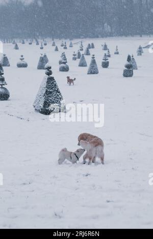 Ein malerischer Blick auf zwei glückliche Hunde, die im Schnee neben kleinen Kiefern spielen Stockfoto
