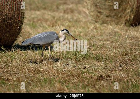 Ein majestätischer blauer Reiher steht auf einem Feld mit üppigem grünem Gras und blickt auf einen Stapel Heuballen in der Ferne Stockfoto