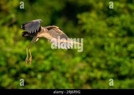 Ein majestätischer Great Blue Heron erhebt sich anmutig über einen ruhigen Wald mit üppigen grünen Bäumen Stockfoto