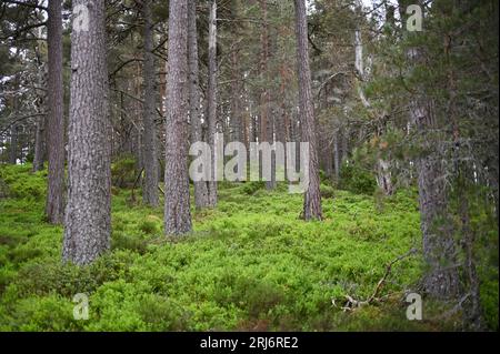 Ein malerischer Blick auf einen üppigen, grünen Wald mit hohen Pinienbäumen Stockfoto