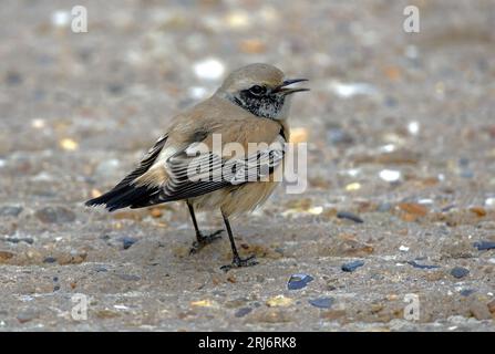 Desert Wheatear (Oenanthe deserti) männlicher Mann, der am Boden steht und Norfolk, Großbritannien, anruft. Dezember Stockfoto