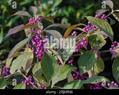 Dies ist eine Nahaufnahme von Callicarpa, allgemein bekannt als Beautyberry Sträucher, mit ihren leuchtend violetten Beeren Stockfoto