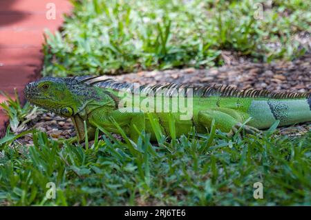 Ein entzückender grüner Leguan, der auf üppigem grünem Gras in einer natürlichen Umgebung im Freien thront Stockfoto