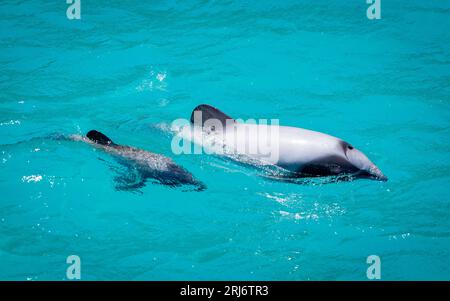 Nahaufnahme eines Hektordelfins mit Kalb im Hafen von Akaroa, Neuseeland Stockfoto