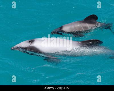 Nahaufnahme eines Hektordelfins mit Kalb im Hafen von Akaroa, Neuseeland Stockfoto