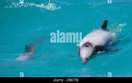 Nahaufnahme eines Hektordelfins mit Kalb im Hafen von Akaroa, Neuseeland Stockfoto