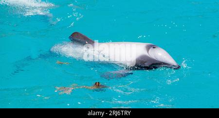 Nahaufnahme eines Hektordelfins mit Kalb im Hafen von Akaroa, Neuseeland Stockfoto