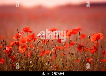 Ein lebendiges Bild eines Feldes roter Mohnblumen, das von der Sonne im Hintergrund beleuchtet wird Stockfoto