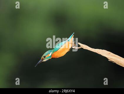 Kingfisher schaut sich gerne Barsche auf ihrem Territorium an, so dass Sie durch regelmäßiges Wechseln die Landungen erhöhen können. Stockfoto