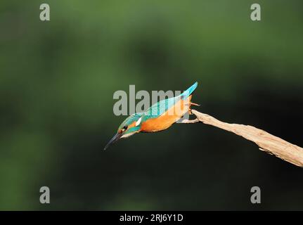 Kingfisher schaut sich gerne Barsche auf ihrem Territorium an, so dass Sie durch regelmäßiges Wechseln die Landungen erhöhen können. Stockfoto