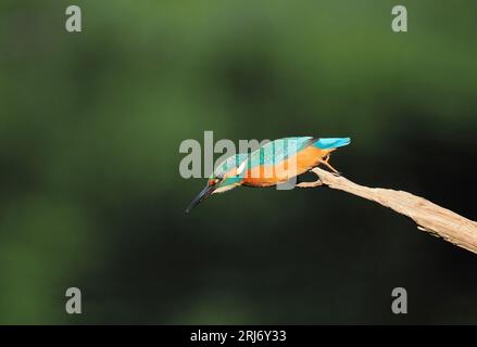 Kingfisher schaut sich gerne Barsche auf ihrem Territorium an, so dass Sie durch regelmäßiges Wechseln die Landungen erhöhen können. Stockfoto