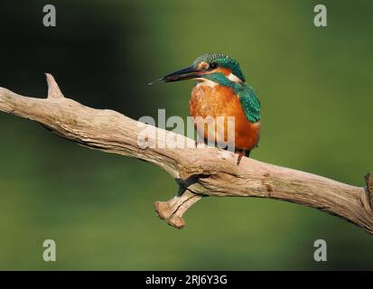 Kingfisher schaut sich gerne Barsche auf ihrem Territorium an, so dass Sie durch regelmäßiges Wechseln die Landungen erhöhen können. Stockfoto