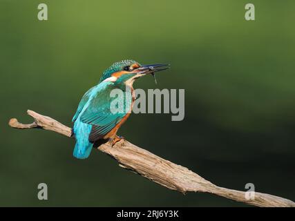 Kingfisher schaut sich gerne Barsche auf ihrem Territorium an, so dass Sie durch regelmäßiges Wechseln die Landungen erhöhen können. Stockfoto