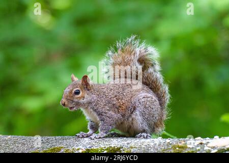 Ein graues Eichhörnchen (Sciurus carolinensis) an einer Wand im Daisy Nook Country Park in Manchester, Großbritannien Stockfoto