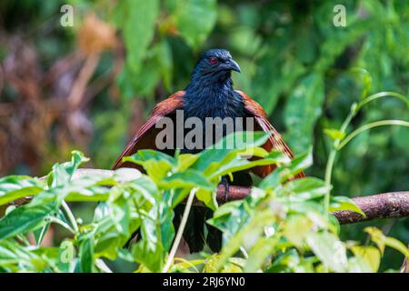 Eine größere Coucal mit ausgebreiteten Flügeln, auf Baumzweig, Thailand Stockfoto