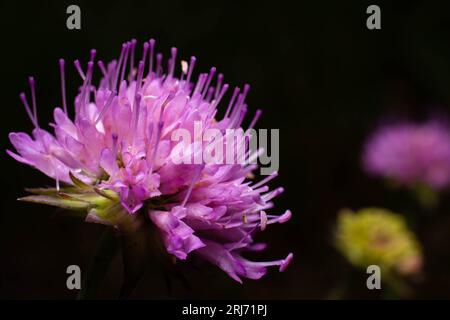 Eine Nahansicht einer leuchtenden und zarten rosa Blume in Blüte Stockfoto