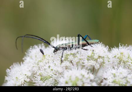 Muskkenkäfer, Aromia moschata ernährt sich von Hogweed Stockfoto