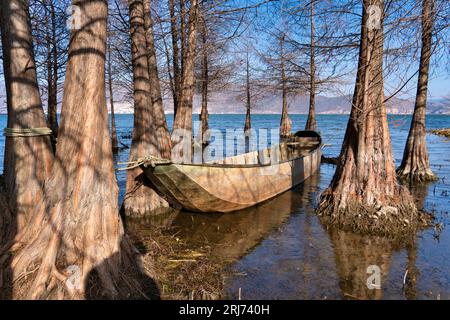 Ein hölzernes Boot mit den umliegenden Bäumen, das teilweise in den ansteigenden Wasserstand eingetaucht ist. Stockfoto