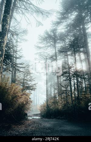 Eine idyllische unbefestigte Straße, die an einem nebligen Tag durch einen lebhaften, üppigen grünen Wald im Conguillio National Park führt Stockfoto