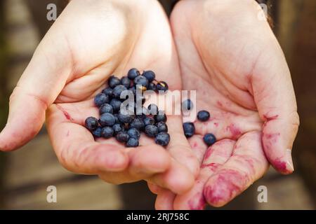 Die Hände der Männer, die mit violettem Heidelbeersaft bestrichen sind, halten eine Handvoll frischer Waldbluebeeren Stockfoto