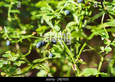 Busch mit wilden Heidelbeeren im Sonnenlicht Stockfoto