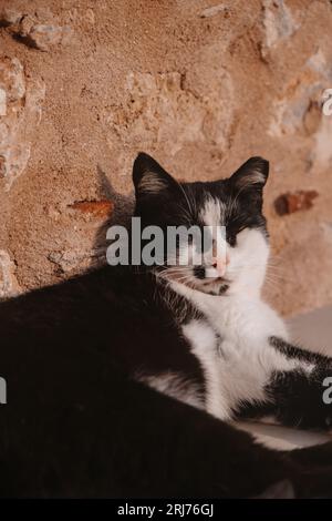 Süße schwarze Katze, die auf einer Felswand in Griechenland liegt und schläft Monemvasia Peloponnes, süße Haustierfotografie, europäische Katzen Stockfoto