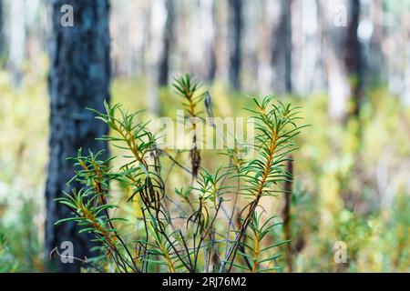 Andromeda polifolia, gebräuchlicher Name Moor-Rosmarin, ist eine Art blühender Pflanze in der Heidefamilie Ericaceae Stockfoto